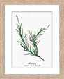 DADA ART - Image encadree +spp naturel 24x30 cm - 35406 - vignette