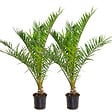 BLOOMIQUE - Lot de 2 - Phoenix Canariensis - Palmier des Canaries - Palmier rustique - H. 80-100 cm - P. 19 cm - vignette