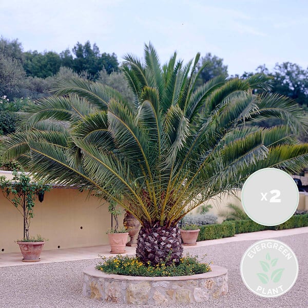 BLOOMIQUE - Lot de 2 - Phoenix Canariensis - Palmier des Canaries - Palmier rustique - H. 80-100 cm - P. 19 cm - large