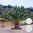BLOOMIQUE - Lot de 2 - Phoenix Canariensis - Palmier des Canaries - Palmier rustique - H. 80-100 cm - P. 19 cm - vignette