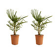 BLOOMIQUE - Lot de 2 - Trachycarpus Fortunei - Palmier chanvre - Plantes de jardin - H. 60-80 cm - P. 21 cm - vignette