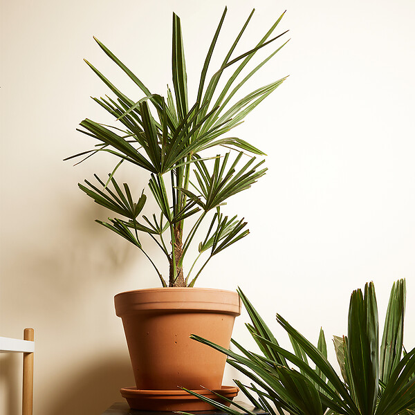 BLOOMIQUE - Lot de 2 - Trachycarpus Fortunei - Palmier chanvre - Plantes de jardin - H. 60-80 cm - P. 21 cm - large