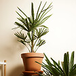 BLOOMIQUE - Lot de 2 - Trachycarpus Fortunei - Palmier chanvre - Plantes de jardin - H. 60-80 cm - P. 21 cm - vignette