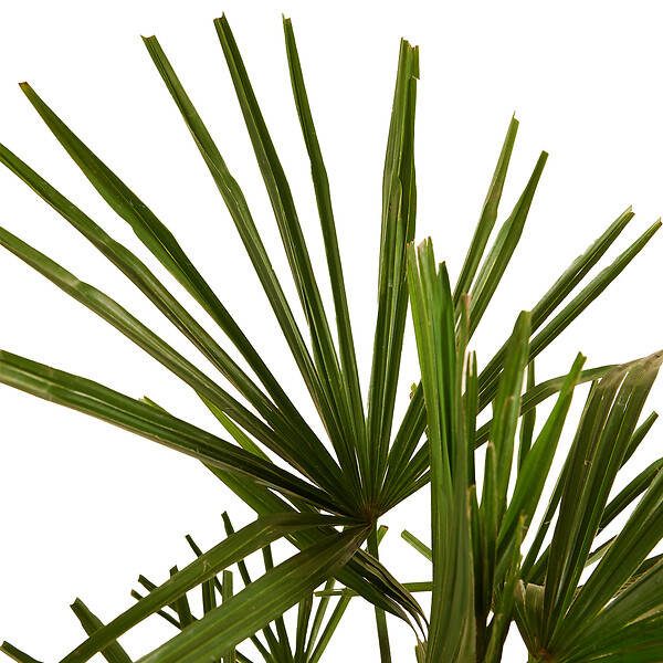 BLOOMIQUE - Lot de 2 - Trachycarpus Fortunei - Palmier chanvre - Plantes de jardin - H. 60-80 cm - P. 21 cm - large