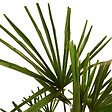 BLOOMIQUE - Lot de 2 - Trachycarpus Fortunei - Palmier chanvre - Plantes de jardin - H. 60-80 cm - P. 21 cm - vignette
