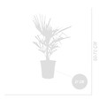 BLOOMIQUE - Lot de 2 - Trachycarpus Fortunei - Palmier chanvre - Plantes de jardin - H. 60-80 cm - P. 21 cm - vignette