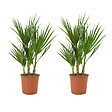 BLOOMIQUE - Lot de 2 - Washingtonia Robusta - Palmier éventail mexicain - H. 50-60 cm - P. 14 cm - vignette