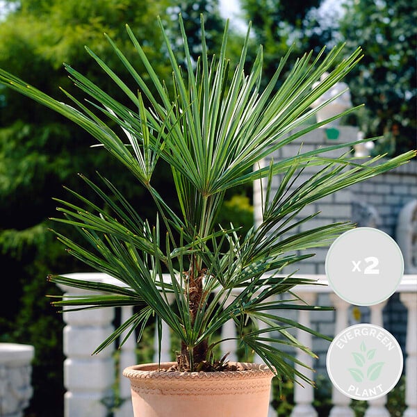BLOOMIQUE - Lot de 2 - Washingtonia Robusta - Palmier éventail mexicain - H. 50-60 cm - P. 14 cm - large