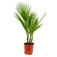 BLOOMIQUE - Washingtonia Robusta - Palmier éventail mexicain - Palmier rustique - H. 60-80 cm - P. 17 cm - vignette