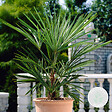 BLOOMIQUE - Washingtonia Robusta - Palmier éventail mexicain - Palmier rustique - H. 60-80 cm - P. 17 cm - vignette