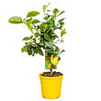 BLOOMIQUE - Citrus Limon - Citronnier - Agrume - Arbre fruitier - Plantes de jardin - H. 50-70 cm - P. 19 cm - vignette