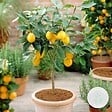 BLOOMIQUE - Citrus Limon - Citronnier - Agrume - Arbre fruitier - Plantes de jardin - H. 50-70 cm - P. 19 cm - vignette