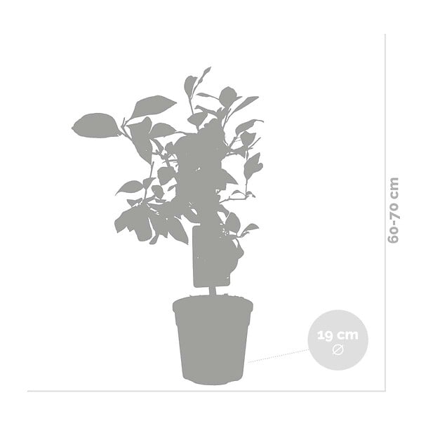 BLOOMIQUE - Citrus Limon - Citronnier - Agrume - Arbre fruitier - Plantes de jardin - H. 50-70 cm - P. 19 cm - large