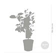 BLOOMIQUE - Citrus Limon - Citronnier - Agrume - Arbre fruitier - Plantes de jardin - H. 50-70 cm - P. 19 cm - vignette