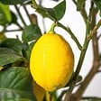 BLOOMIQUE - Citrus Limon - Citronnier - Agrume - Arbre fruitier - Plantes de jardin - H. 50-70 cm - P. 19 cm - vignette