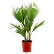 BLOOMIQUE - Washingtonia Robusta - Palmier éventail mexicain - Palmier rustique - H. 80-100 cm - P. 21 cm - vignette