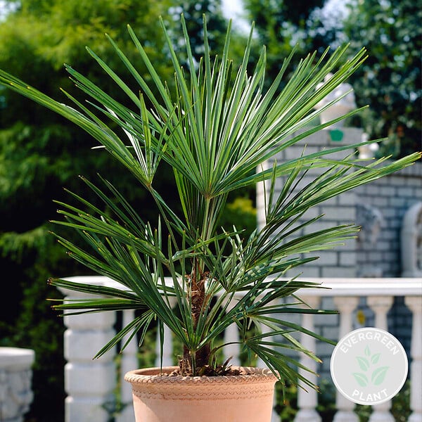 BLOOMIQUE - Washingtonia Robusta - Palmier éventail mexicain - Palmier rustique - H. 80-100 cm - P. 21 cm - large