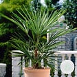 BLOOMIQUE - Washingtonia Robusta - Palmier éventail mexicain - Palmier rustique - H. 80-100 cm - P. 21 cm - vignette