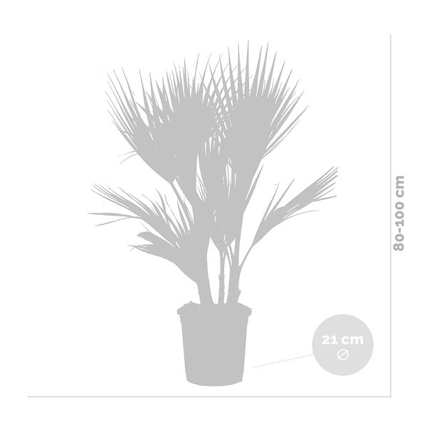 BLOOMIQUE - Washingtonia Robusta - Palmier éventail mexicain - Palmier rustique - H. 80-100 cm - P. 21 cm - large