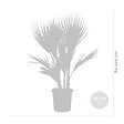 BLOOMIQUE - Washingtonia Robusta - Palmier éventail mexicain - Palmier rustique - H. 80-100 cm - P. 21 cm - vignette
