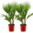 BLOOMIQUE - Lot de 2 - Washingtonia Robusta - Palmier éventail mexicain - H. 80-100 cm - P. 21 cm - vignette