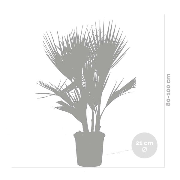 BLOOMIQUE - Lot de 2 - Washingtonia Robusta - Palmier éventail mexicain - H. 80-100 cm - P. 21 cm - large
