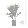 BLOOMIQUE - Lot de 2 - Washingtonia Robusta - Palmier éventail mexicain - H. 80-100 cm - P. 21 cm - vignette