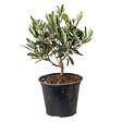 BLOOMIQUE - Olea Europaea - Olivier - Arbuste d’olivier - Plantes de jardin - Rustique - H. 30-40 cm - P. 14 cm - vignette