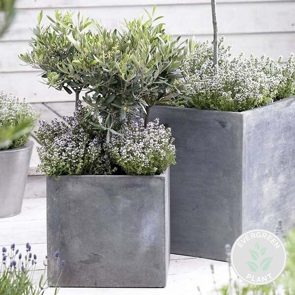 BLOOMIQUE - Olea Europaea - Olivier - Arbuste d’olivier - Plantes de jardin - Rustique - H. 30-40 cm - P. 14 cm - large