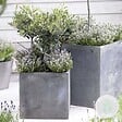 BLOOMIQUE - Olea Europaea - Olivier - Arbuste d’olivier - Plantes de jardin - Rustique - H. 30-40 cm - P. 14 cm - vignette
