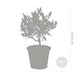 BLOOMIQUE - Olea Europaea - Olivier - Arbuste d’olivier - Plantes de jardin - Rustique - H. 30-40 cm - P. 14 cm - vignette
