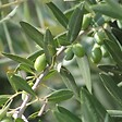 BLOOMIQUE - Olea Europaea - Olivier - Arbuste d’olivier - Plantes de jardin - Rustique - H. 30-40 cm - P. 14 cm - vignette