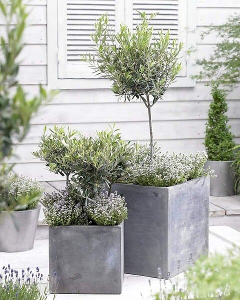 BLOOMIQUE - Olea Europaea - Olivier - Arbuste d’olivier - Plantes de jardin - Rustique - H. 30-40 cm - P. 14 cm - large
