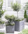 BLOOMIQUE - Olea Europaea - Olivier - Arbuste d’olivier - Plantes de jardin - Rustique - H. 30-40 cm - P. 14 cm - vignette