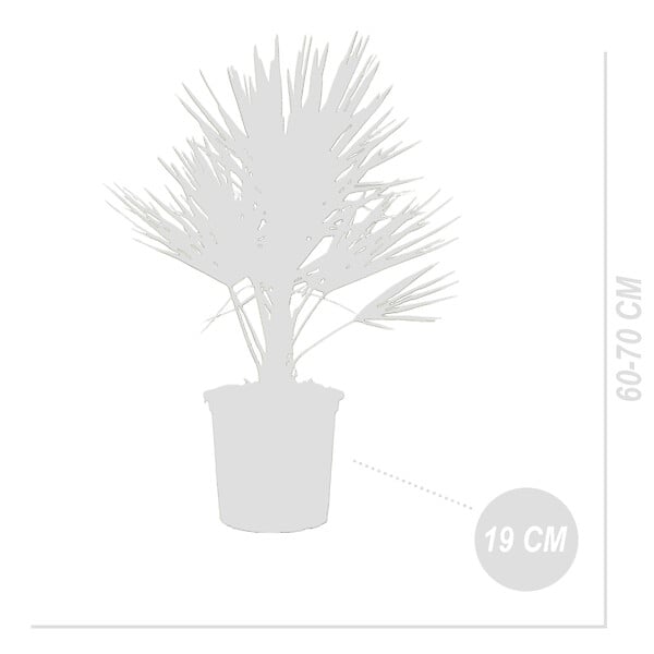 BLOOMIQUE - Lot de 2 - Chamaerops Humilis - Palmier nain européen - Palmier rustique - H. 60-70 cm - P. 19 cm - large