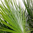 BLOOMIQUE - Lot de 2 - Chamaerops Humilis - Palmier nain européen - Palmier rustique - H. 60-70 cm - P. 19 cm - vignette