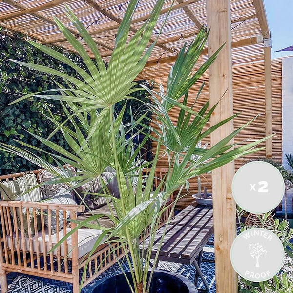 BLOOMIQUE - Lot de 2 - Chamaerops Humilis - Palmier nain européen - Palmier rustique - H. 40-50 cm - P. 15 cm - large