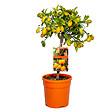 BLOOMIQUE - Citrus Kumquat - Kumquat nain - Oranger - Agrume - Arbre fruitier - H. 50-70 cm - P. 19 cm - vignette