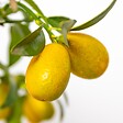 BLOOMIQUE - Citrus Kumquat - Kumquat nain - Oranger - Agrume - Arbre fruitier - H. 50-70 cm - P. 19 cm - vignette