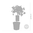 BLOOMIQUE - Citrus Kumquat - Kumquat nain - Oranger - Agrume - Arbre fruitier - H. 50-70 cm - P. 19 cm - vignette