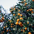 BLOOMIQUE - Citrus Kumquat - Kumquat nain - Oranger - Agrume - Arbre fruitier - H. 50-70 cm - P. 19 cm - vignette