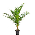 BLOOMIQUE - Phoenix Canariensis - Palmier des Canaries - Palmier rustique - H. 80-100 cm - P. 19 cm - vignette