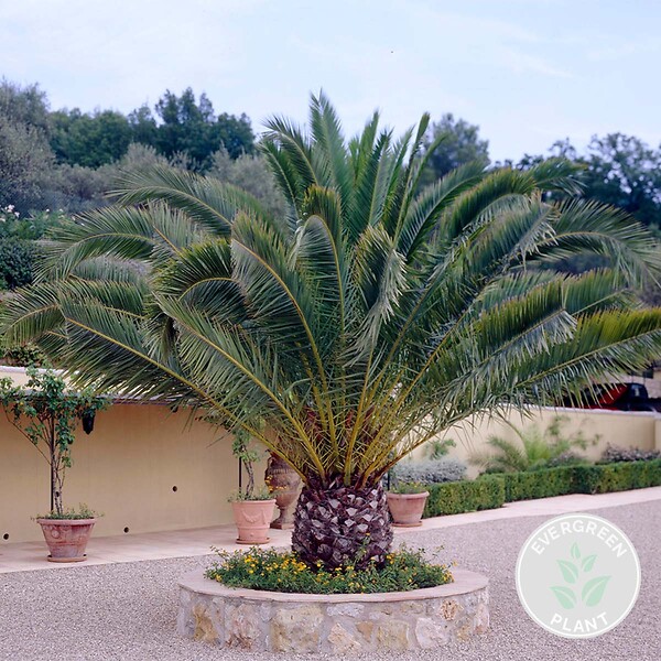 BLOOMIQUE - Phoenix Canariensis - Palmier des Canaries - Palmier rustique - H. 80-100 cm - P. 19 cm - large