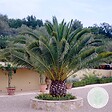BLOOMIQUE - Phoenix Canariensis - Palmier des Canaries - Palmier rustique - H. 80-100 cm - P. 19 cm - vignette