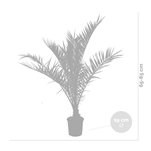 BLOOMIQUE - Phoenix Canariensis - Palmier des Canaries - Palmier rustique - H. 80-100 cm - P. 19 cm - large