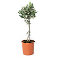 BLOOMIQUE - Olea Europaea - Olivier sur tige - Plantes de jardin - Rustique - Hauteur 30-40 cm - Pot 14 cm - vignette