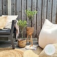 BLOOMIQUE - Olea Europaea - Olivier sur tige - Plantes de jardin - Rustique - Hauteur 30-40 cm - Pot 14 cm - vignette