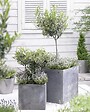 BLOOMIQUE - Lot de 2 - Olea Europaea - Olivier - Arbuste d’olivier - Plantes de jardin - H. 30-40 cm - P. 14 cm - vignette