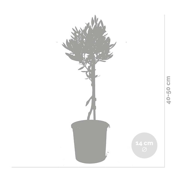 BLOOMIQUE - Lot de 2 - Olea Europaea - Olivier sur tige - Plantes de jardin - H. 30-40 cm - P. 14 cm - large