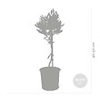 BLOOMIQUE - Lot de 2 - Olea Europaea - Olivier sur tige - Plantes de jardin - H. 30-40 cm - P. 14 cm - vignette